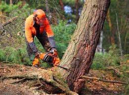 Professional Tree Care in Buffalo, TX