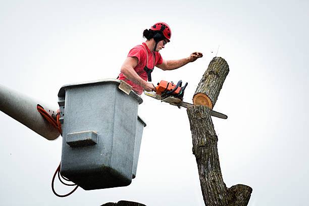 Tree and Shrub Care in Buffalo, TX